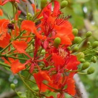 Delonix regia (Bojer ex Hook.) Raf.
